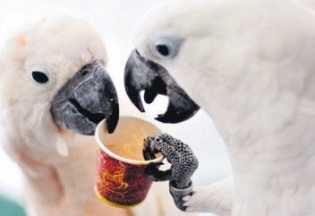 Өрт сөндірушілерді адам тілімен шақырған тотықұстар ажалдан аман қалды