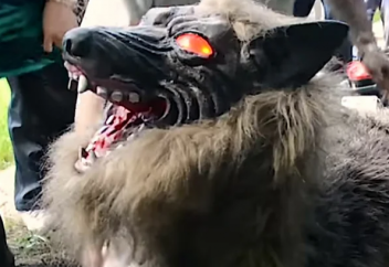 Күріш алқабын қоритын қасқыр-робот (видео)