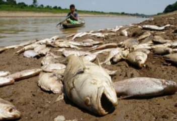 Жаһандық жылынудан жануарларға жаппай қырылу қаупі төніп тұр