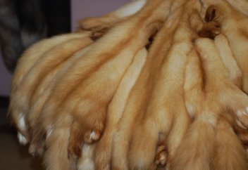 Жануарларды терісі үшін аулауға, өлтіруге тыйым салынды