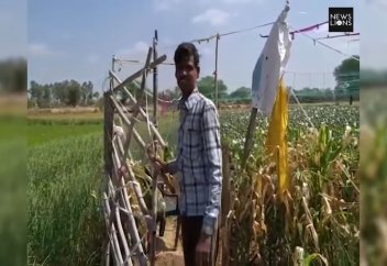 Экологиялық апат: есірткіге еліткен тотықұстар қарақшыға айналды (видео)