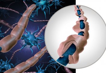 Инфекциямен күресте иммундық жүйеден бұрын жүйке жүйесінің маңызды рөл ойнайтыны белгілі болды