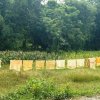 Фермеры обращаются к выращиванию каучука, чтобы держать слонов и обезьян на расстоянии