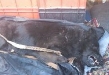 Балалар қатыгездігінен қорғауды талап етті