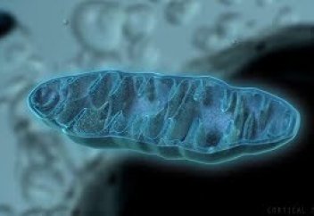 Паразит тіршілігін жалғастыру үшін өз митохондриясын иесінікіндей етеді