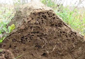 Таңғажайып көрініс: Құмырсқа илеуінің ішкі құрылысы қандай (видео)