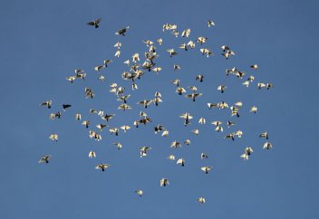 Голуби отправляют в отставку неумелых лидеров