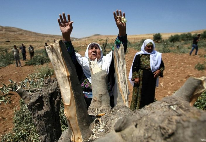 Разные: Еврейские поселенцы уничтожают поля палестинцев