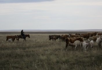 Пастбищное скотоводство наносит меньше вреда климату