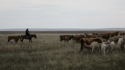 Пастбищное скотоводство наносит меньше вреда климату