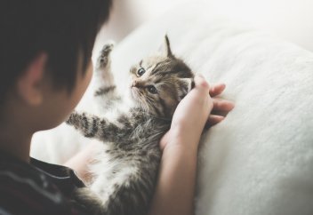 Үй жануарларын ресми тіркету міндетті шара болмақ