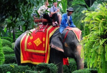 Жануарлар әлемі: Су астындағы екі акуланың айқасы (ВИДЕО)