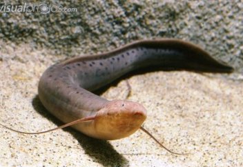 Құрғақшылық жайлағанда құрлықта ұйқыға кететін балық (фото+видео)