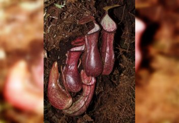 Жер астынан жемтігін аулайтын жыртқыш өсімдік табылды (видео)