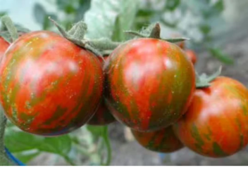 Бір түптен 7 келіге дейін өнім беретін қызанақтың жаңа сорты пайда болды