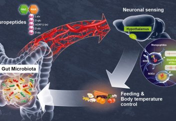 Ішек микробтарының тәбет пен температураға қалай әсер ететіні анықталды