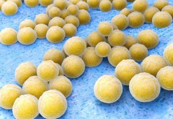 Адам организімінен ондаған жаңа антибиотик түрі табылды