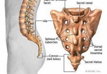 НАУЧНОЕ ЧУДО КОПЧИКА И ВЫСКАЗЫВАНИЕ ПРОРОКА, мир ему и благословение от Аллаха.
