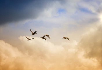 170 жыл бойы адамзаттың көзіне түспеген таңғажайып құс мұсылман елінде таспаға тартылып қалды (видео)