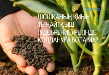 Шошқаның қиын тыңайтқыш (удобрение) ретінде қолдануға бола ма? Ондай жерден шыққан өнімді жеуге бола ма?