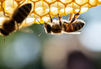 Гендік тұрғыдан модификацияланған бактерия аралар тобын сақтап қалады (фото)