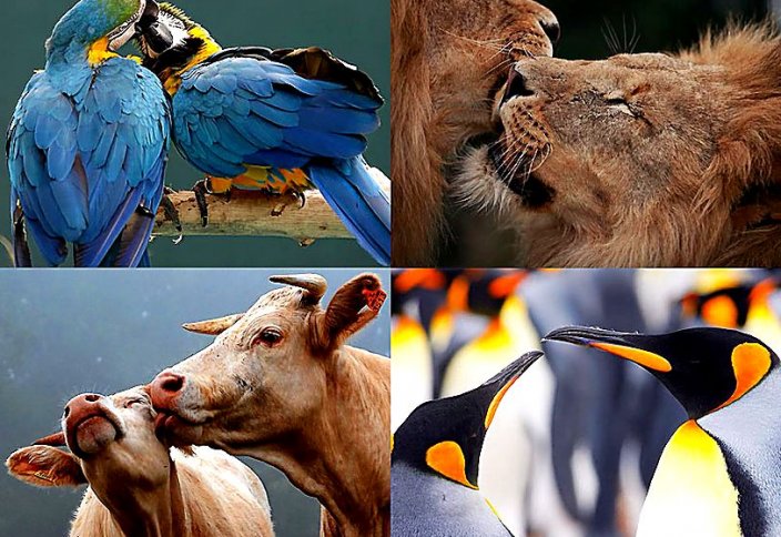 Мир животных: Схватка медведя с тигром попала на видео