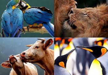 Мир животных: Схватка медведя с тигром попала на видео