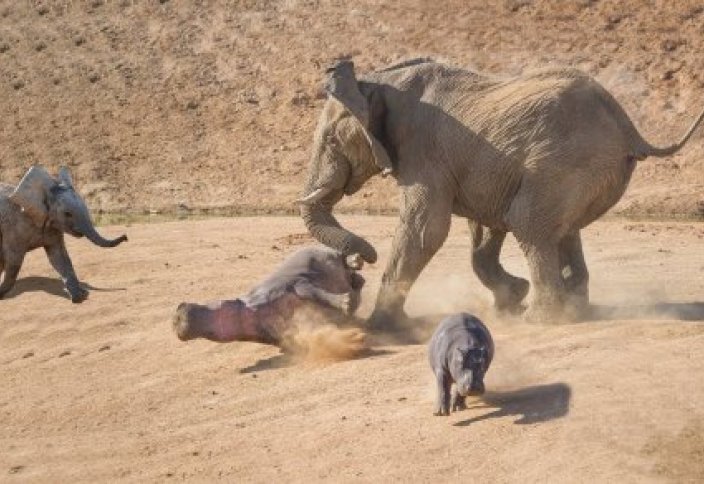 Нападение разъяренного слона на бегемотов попало на видео
