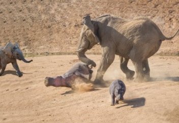 Нападение разъяренного слона на бегемотов попало на видео