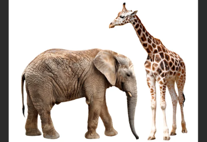 Жер бетіндегі сүтқоректілер салмағының 95%-дан астамы адамзат пен үй жануарларына тиесілі