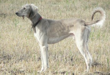 Қазақ тазысы