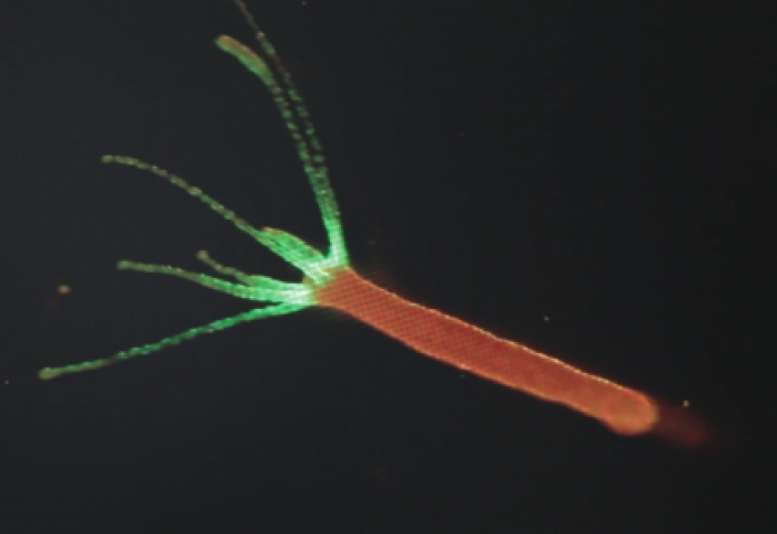 Нервная система управляет бактериями в организме - ученые (видео)