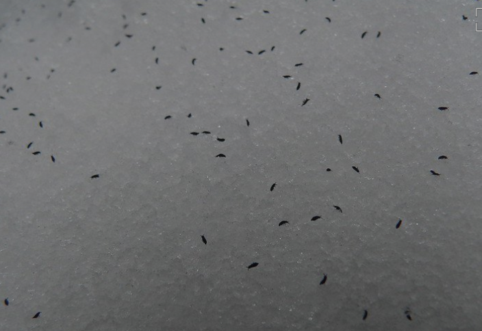 Разные: В Башкирии посыпались снежные блохи: видео