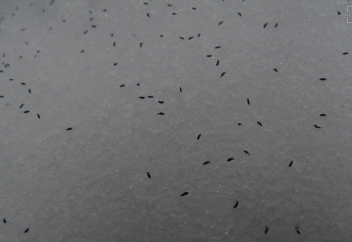 Разные: В Башкирии посыпались снежные блохи: видео