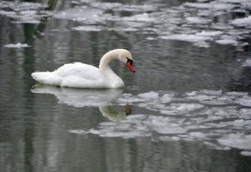 Мұзға қатып қалған аққуларға адамдар көмекке келді (ВИДЕО)