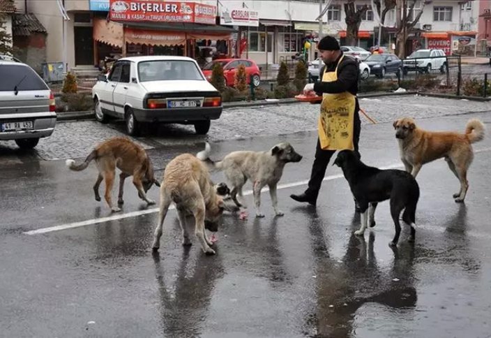 Стамбул вводит ограничения на «неконтролируемое кормление» бездомных животных
