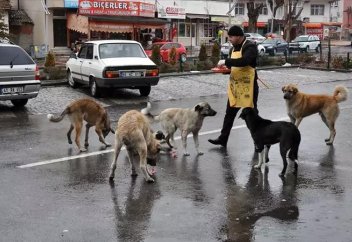 Стамбул вводит ограничения на «неконтролируемое кормление» бездомных животных