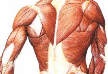 Ораза мен бұлшық ет қимылдары