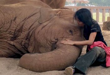 Жануарлар әлемі: Орман ішіндегі иесіз қалған бассейнге құлаған бұлан құтқарылды (ВИДЕО)