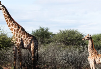 В Африке обнаружены два карликовых жирафа. Как спят жирафы