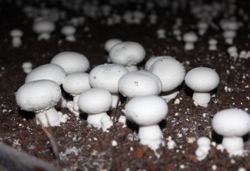 Оңтүстік Қазақстан тұрғыны елімізде жоқ әдіспен саңырауқұлақ өсіріп жатыр (фото)