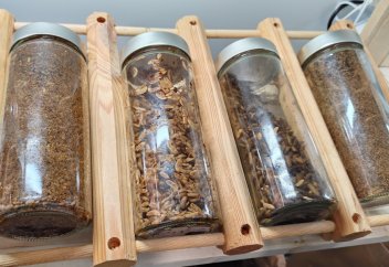 Альтернативный протеин: будут ли в Казахстане выращивать насекомых