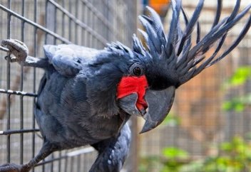 Попугай купца