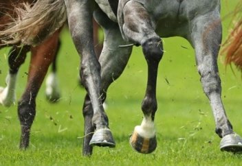 Жылқыны ізіне қарап қалай сынайды?