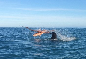 Итбалық сегізаяқты туристердің көз алдында парша-паршасын шығарды (видео)