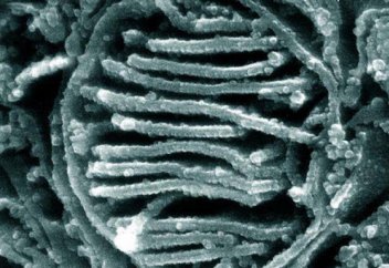 Генетикалық ауруларды емдейтін тәсіл табылды