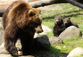 Жануарлар жаппай қырылып жатыр