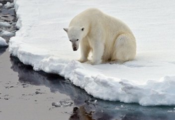 Санаулы жылдардан кейін ақ аюлар жер бетінен жойылады