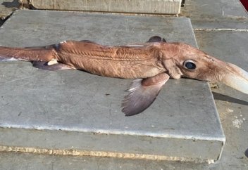 Рыбаков напугало жуткое глубоководное существо (видео)