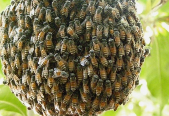 Дикие пчелы все реже опыляет цветы и чаще гибнут